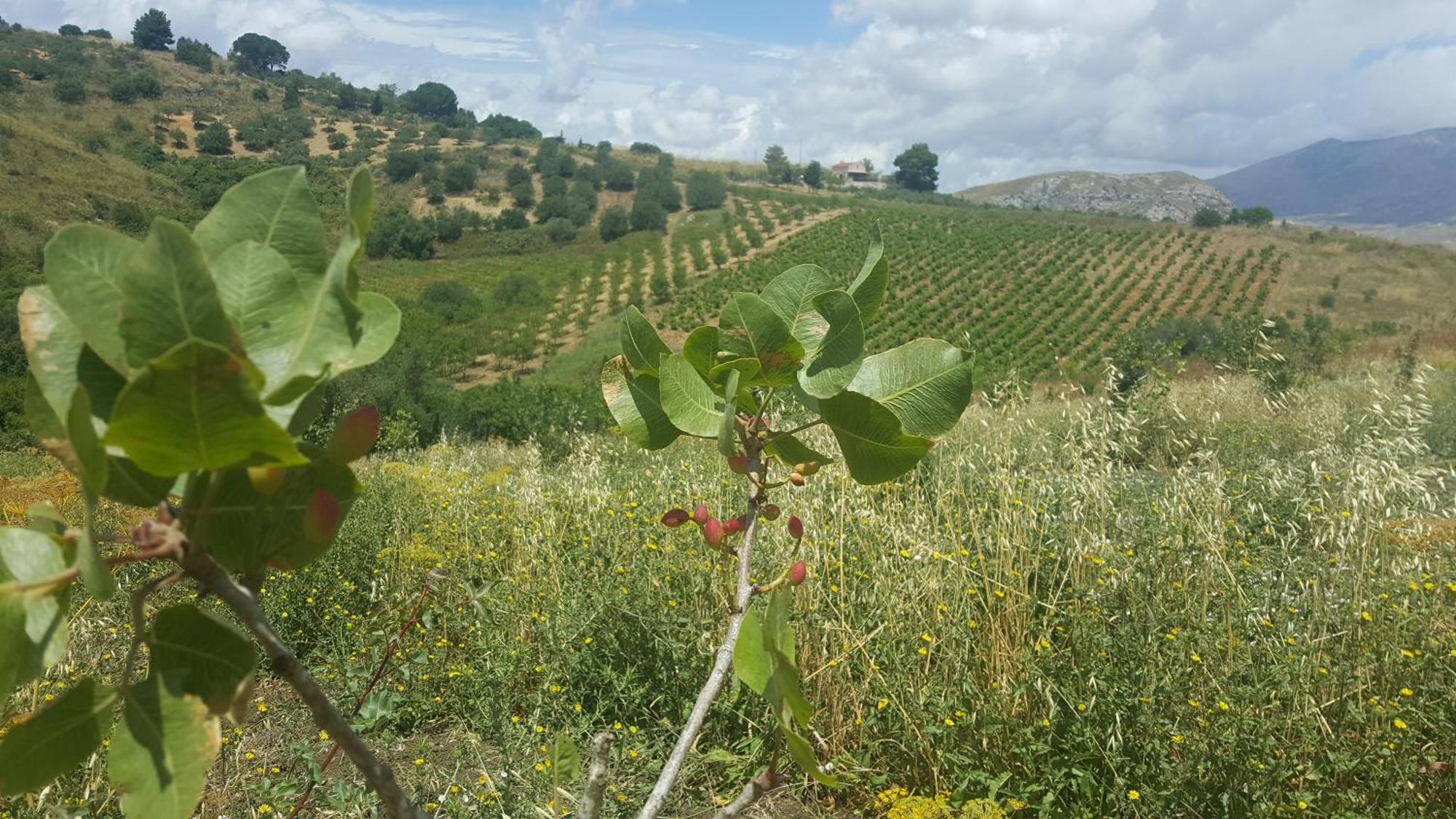 Agriturismo Gessi Villa Calatafimi Buitenkant foto